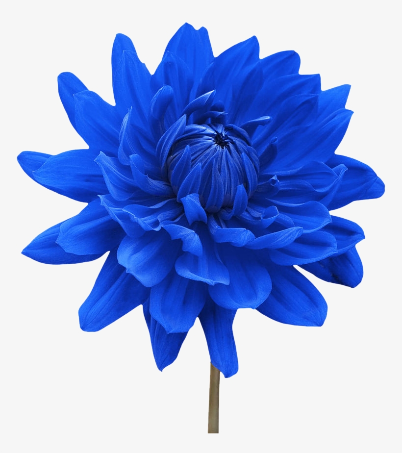 Blue Flower Png - Zen Cinemax 4g 5.5 Inch Marshmallow 2gb, transparent png