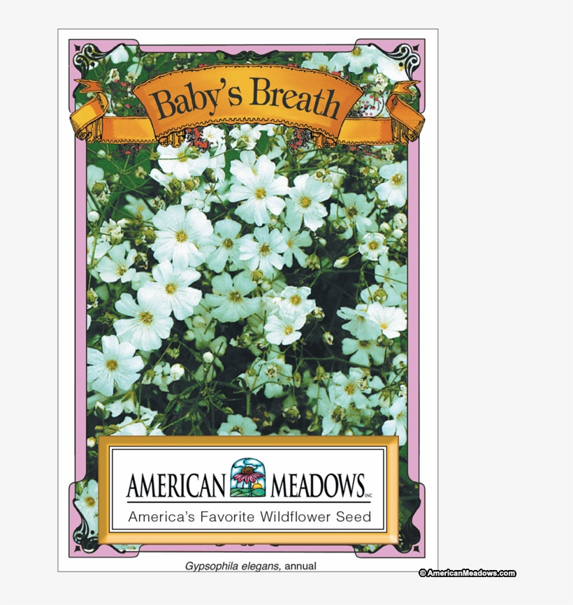 Baby's Breath Seed Packet - Evergreen Rose, transparent png