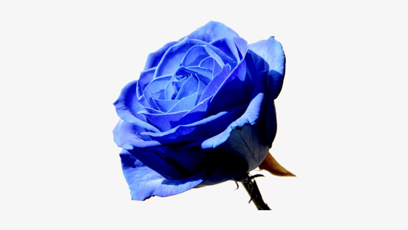 Blue Rose Flower Png - Blue Rose, transparent png