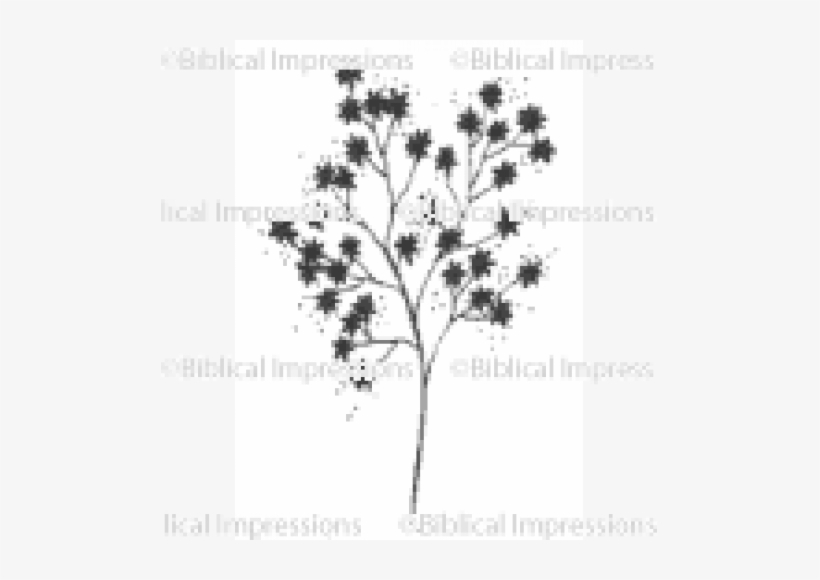 Babys Breath Unmounted Stamp - Baby's-breath, transparent png