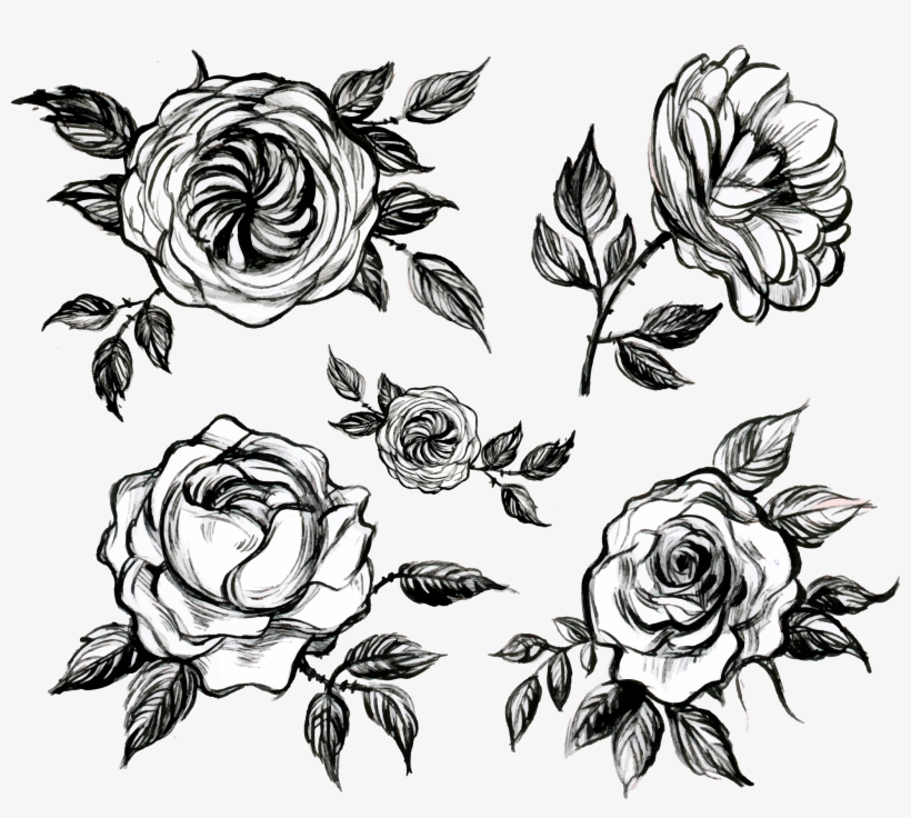 Visual Arts Floral Design White Rose - Tea, transparent png