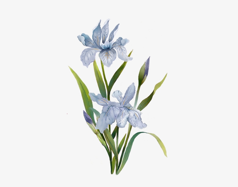 Menu Blue Flower - Portable Network Graphics, transparent png