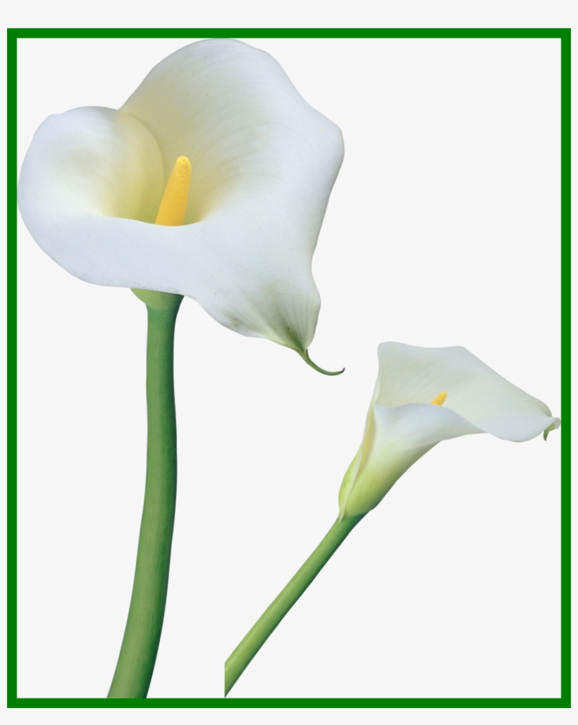The Best Lily Vb Aba Ideas Lilies And Pics For Baby, transparent png