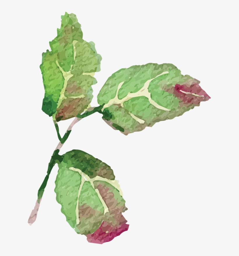 Chard, transparent png