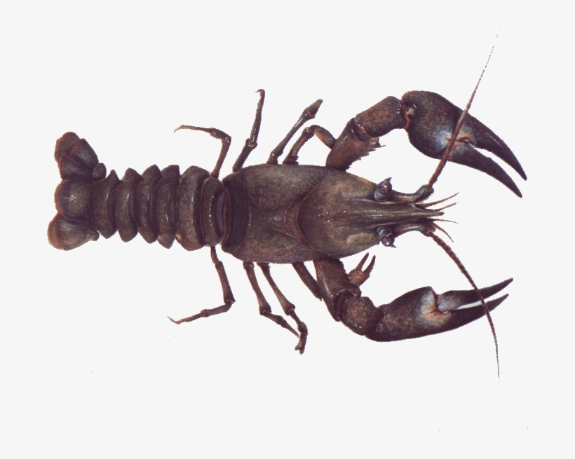 Monterey Bay Aquarium, transparent png