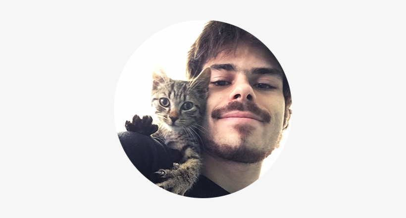 Adam Rapillo - Domestic Short-haired Cat, transparent png