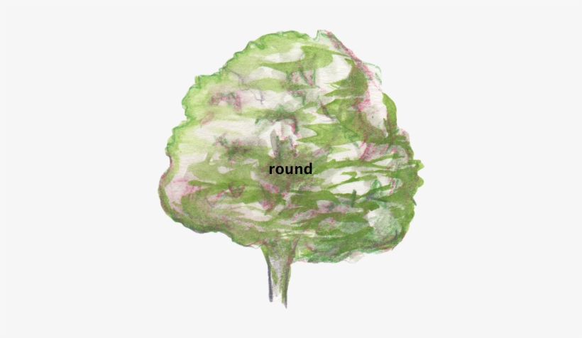 1 - Swamp Birch, transparent png