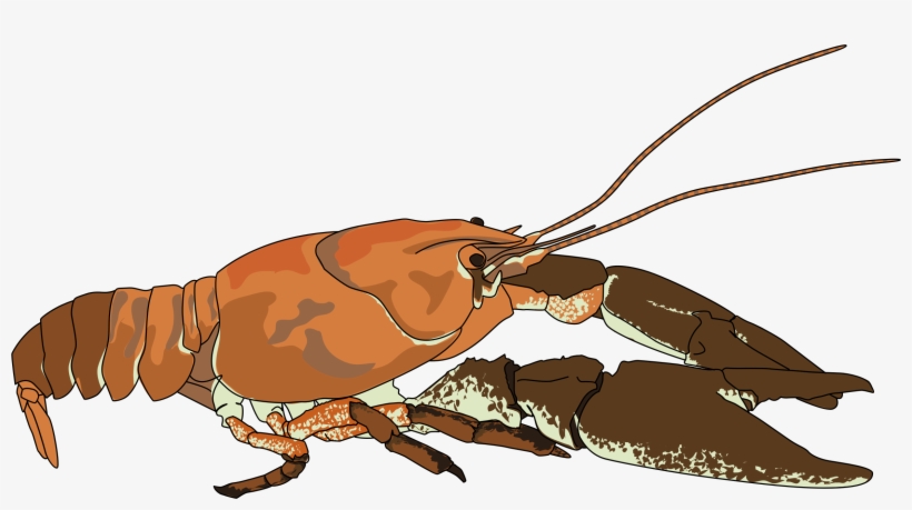 Crayfish Austropotamobius Pallipes Lobster Crustacean - Crayfish Clipart, transparent png