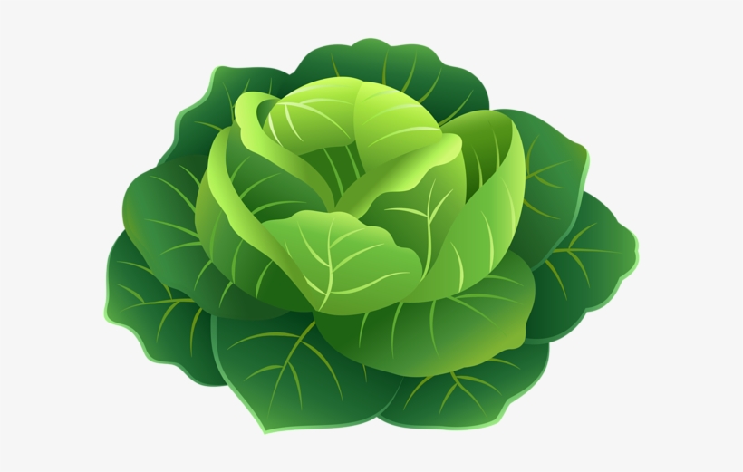 Cabbage Png Clip Art Image - Clip Art, transparent png