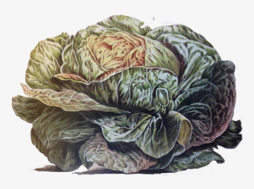 The Only Word I Find In Pliny Which Could Suggest This - Vegetables; Melon, Onion, Cabbage, Potato, Raddish, transparent png