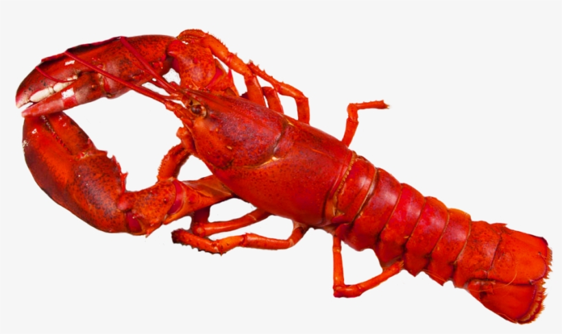 Crawfish 16 - 95/1lb - Portable Network Graphics, transparent png
