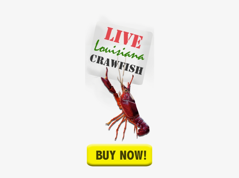 Crawfish Buy Crawfish Now - Live And Boiled Crawfish, transparent png