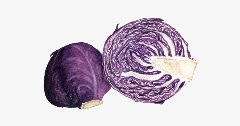 If You Want To Buy My Art - Red Cabbage, transparent png