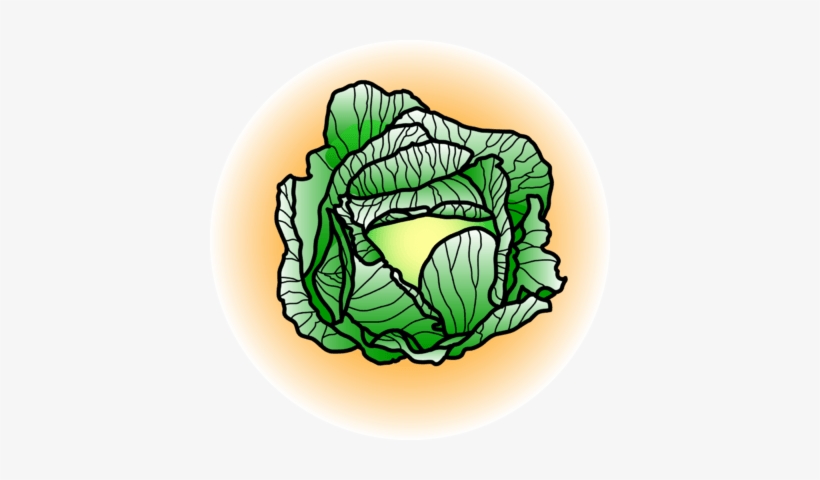 Image - Cabbage - Cabbage Clip Art, transparent png