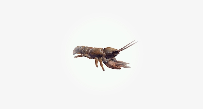 Crawfish - Icon - Homarus Gammarus, transparent png