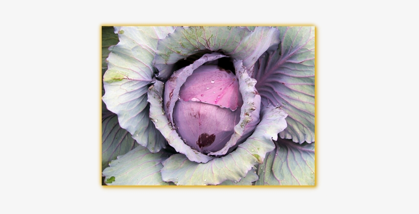 Cabbage Red Stone F1 Hybrid - Seed, transparent png