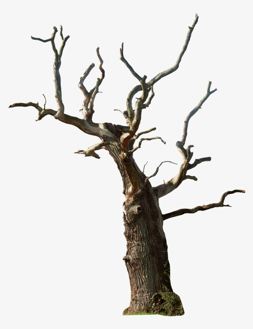 Old Tree Png Photo - Dead Tree Transparent, transparent png