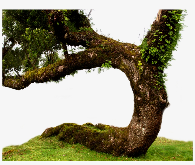 Old Tree Png Pic - Old Tree Png, transparent png