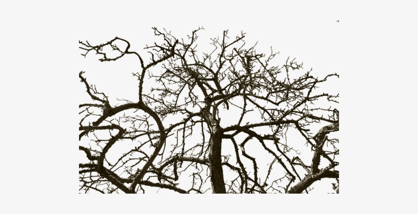 Photography, transparent png