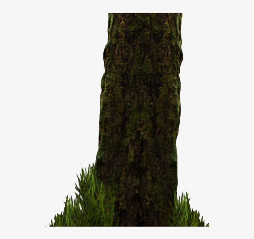 Png Image Information - Pond Pine, transparent png