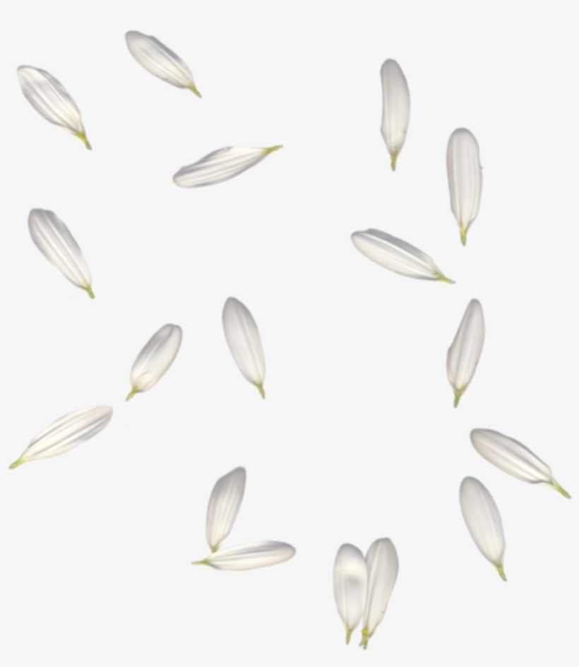 Petals White Falling Freetoedit - Portable Network Graphics, transparent png