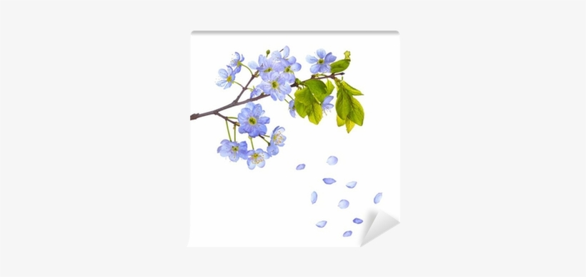 Blue Cherry Flowers And Falling Petals Wall Mural • - Complete Recorder Sonatas - Sheet Music, transparent png