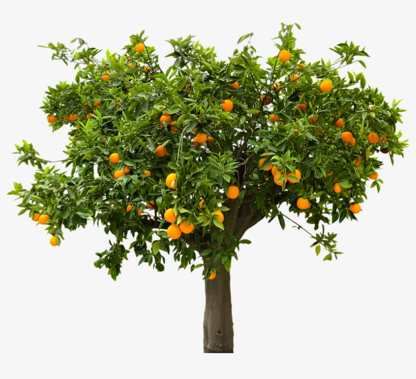 Once Upon A Time A Little Girl Lived In A Small Village - Lemon Tree Transparent Background, transparent png