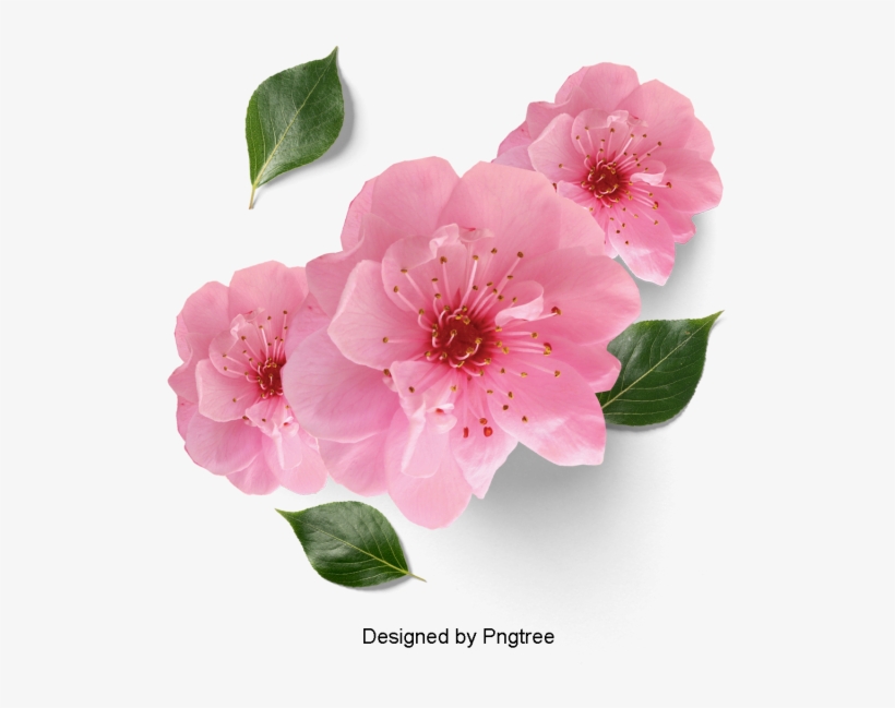 Beautiful Fresh Flower Petals, Flowers, Petals, Leaves - Changhong 28c2200h - Televisor Led, transparent png