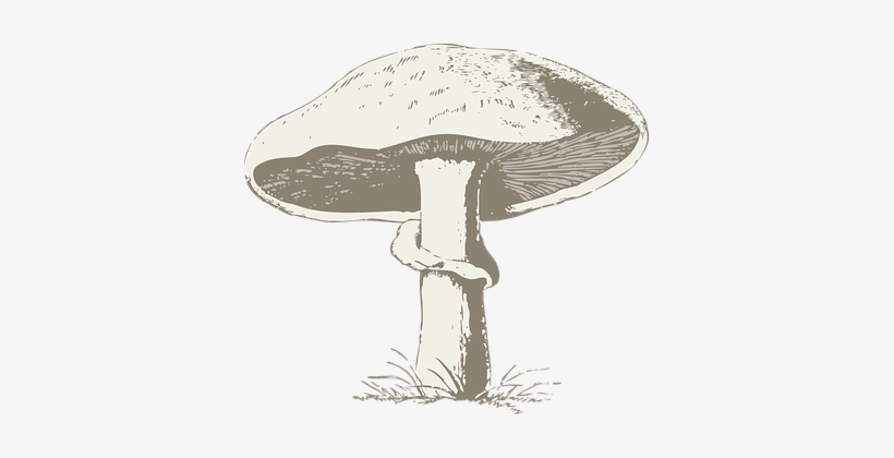 Mushroom Poisonous Toxic Fungi Outdoors Gr - Hongo Blanco Y Negro, transparent png