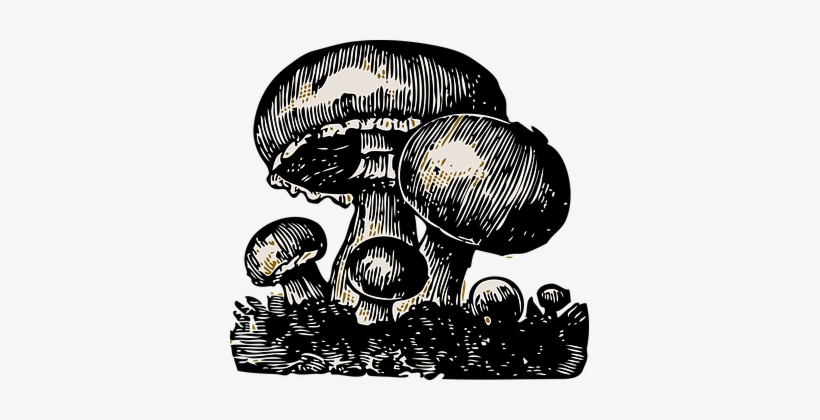 Mushroom Vegetable Big Small Big Hat Butto - Fun Guy Greeting Cards (pk Of 10), transparent png