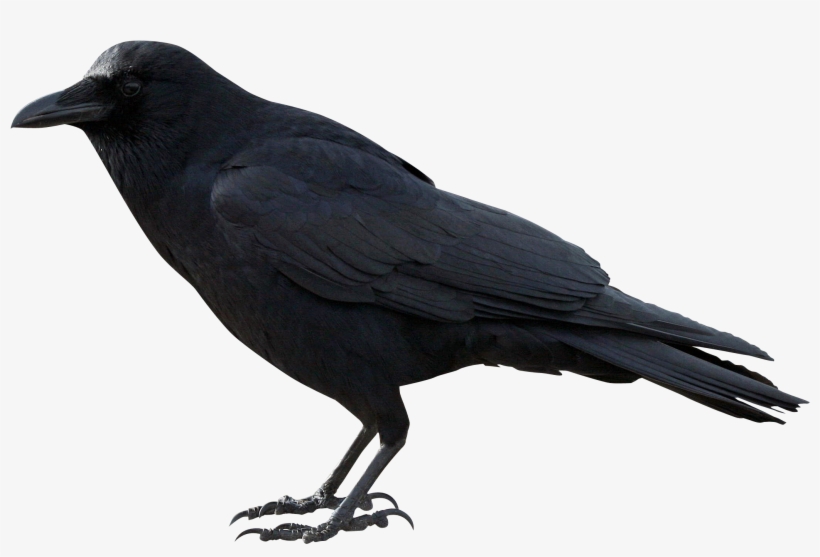Raven Clipart Png Vector Free - Transparent Crow, transparent png
