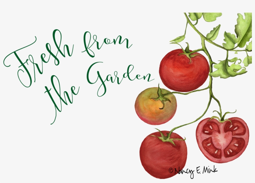 Tomatoes, And More Tomatoes We Waited Until We Finally - Bush Tomato, transparent png