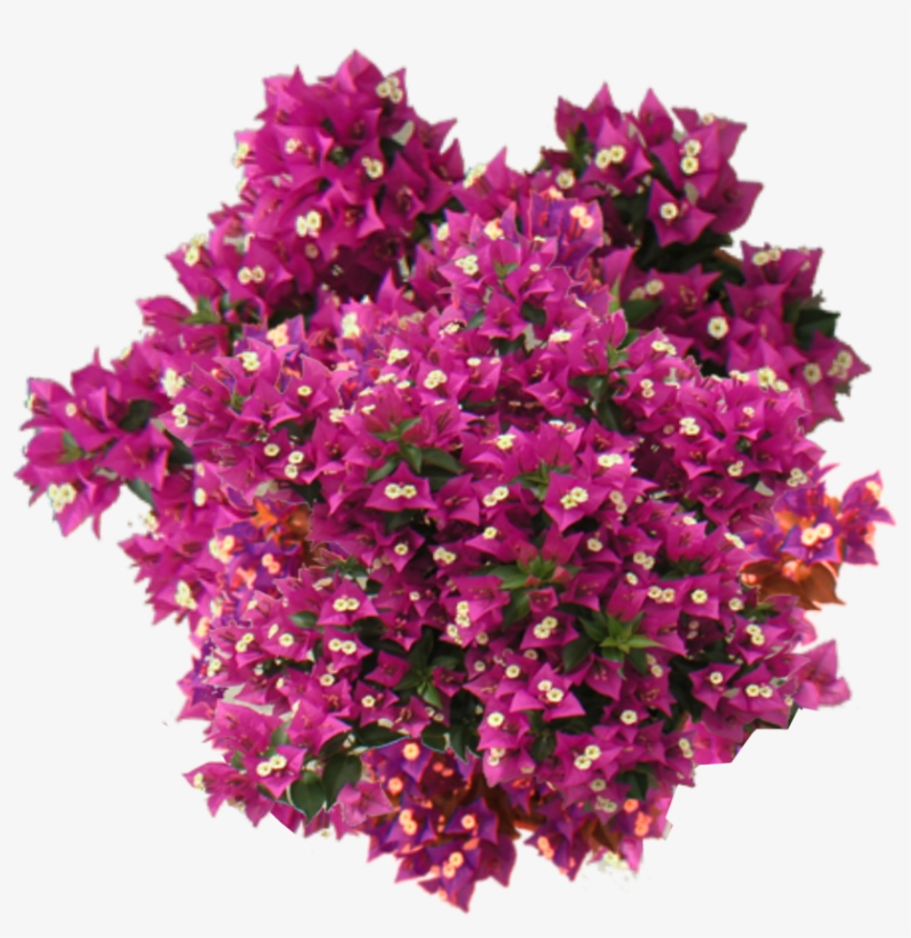 Jacey-bougainvillea - Bougainvillea Pink Png, transparent png