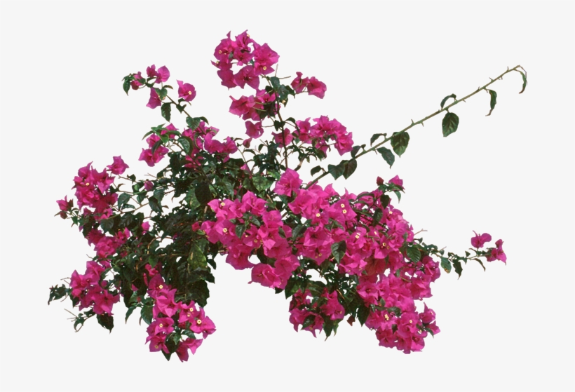 Bougainvillea, Outdoors Or As - Bougainvillea Fungus, transparent png