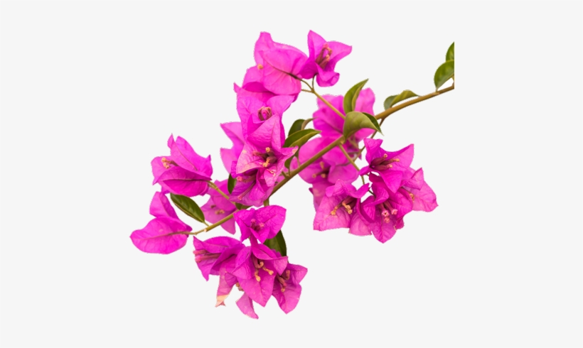 Bouganvilla2 - Photography, transparent png