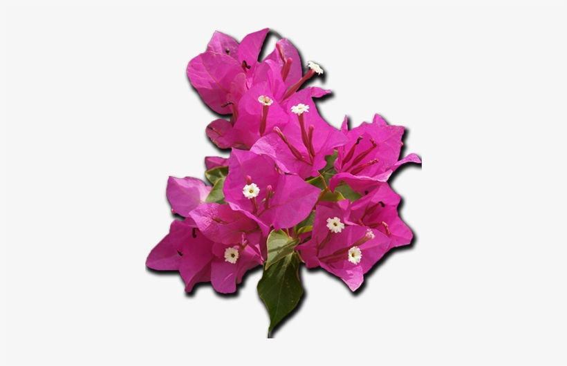 Zakynthos - Restaurant - Mikro Nisi - Bougainvillea Clipart Png, transparent png