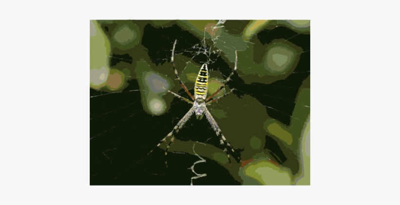 Angulate Orbweavers Wasp Spider Spider Web Tangle Web - Паук Похож На Осу, transparent png