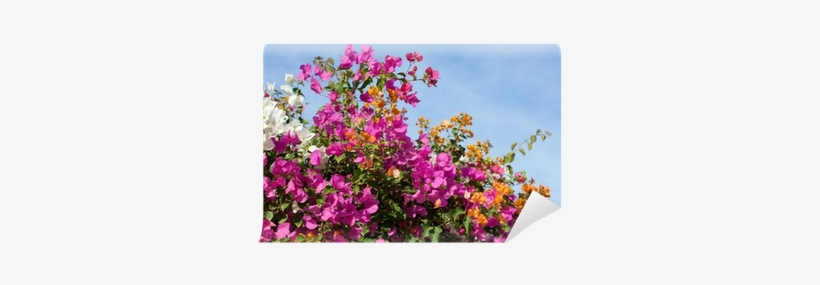 Bougainvillea, transparent png