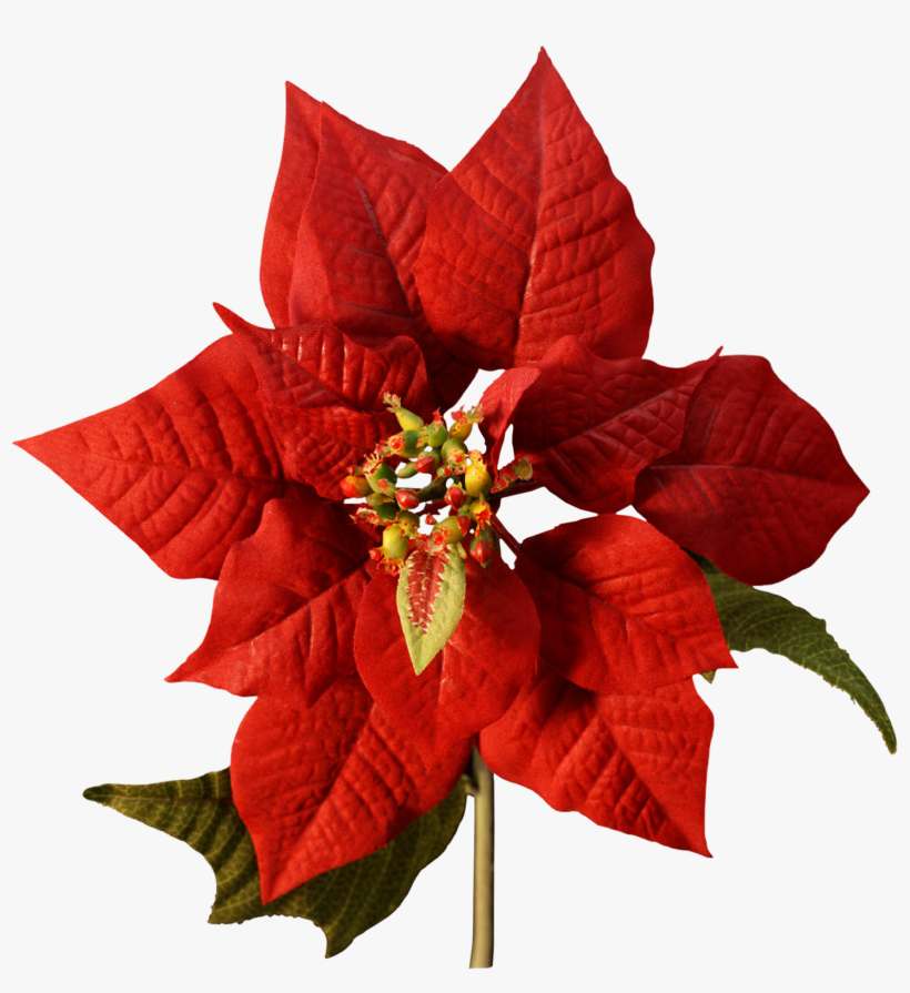 Happy Christmas Png - Various Artists / Christmas Panpipe, transparent png