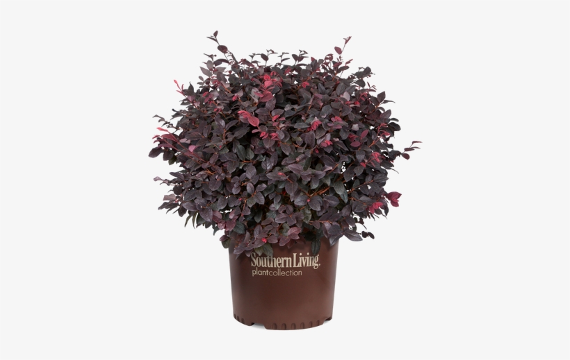Red Diamond Loropetalum In Branded Pot - Red Diamond Mid-sized Loropetalum, Evergreen Shrub, transparent png