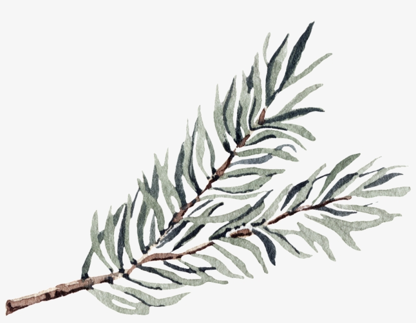 This Graphics Is Slender Seaweed Transparent Decorative - Algae, transparent png