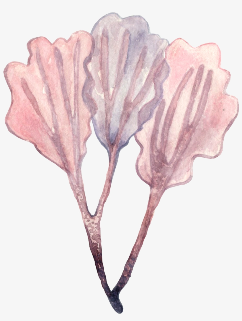 Pages - See Weed Drawing Transparent, transparent png