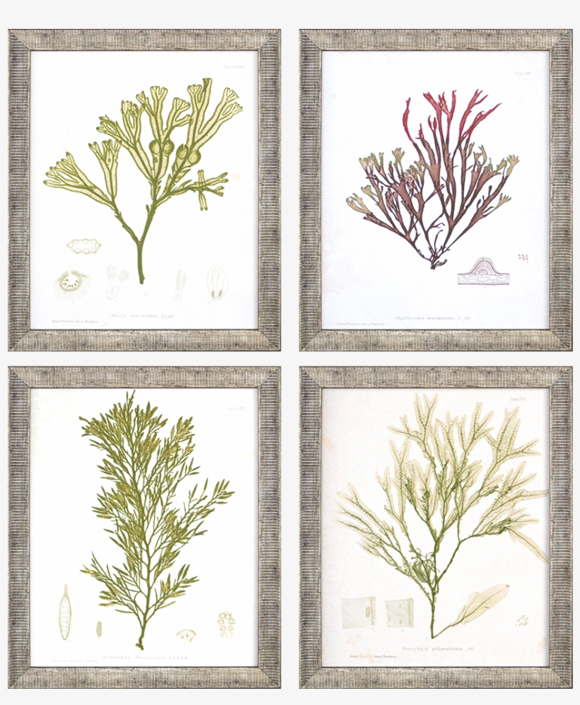 Seaweed Iii Pk/4 - East Urban Home 'pali Mist' Photographic Print, transparent png