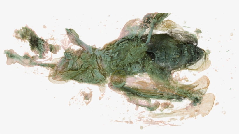 Petalotarsus-04 - Visual Arts, transparent png