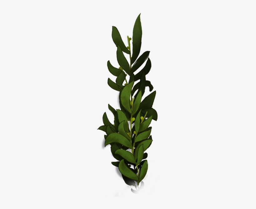"dolphin Mermaid" - Cattleya Elongata, transparent png