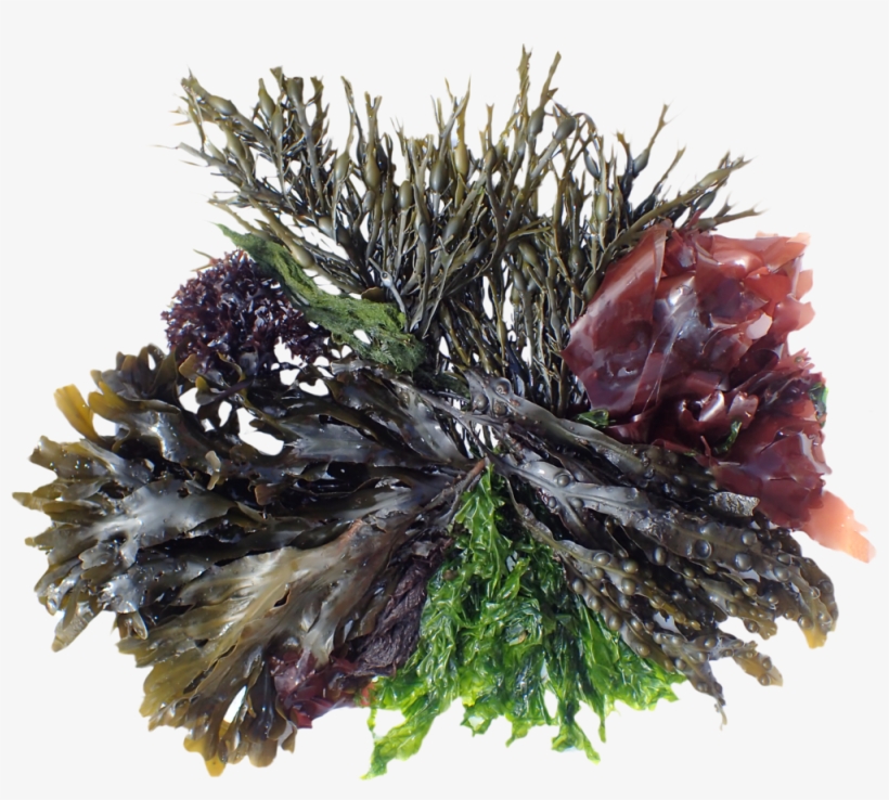 Bottom Footer Logo - Logo, transparent png