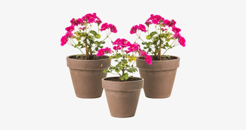 Flowerpot, transparent png