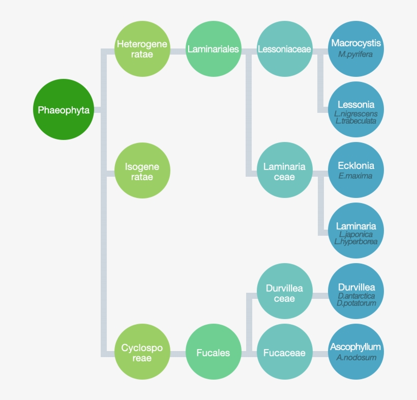 Seaweed As A Raw Material - Circle, transparent png