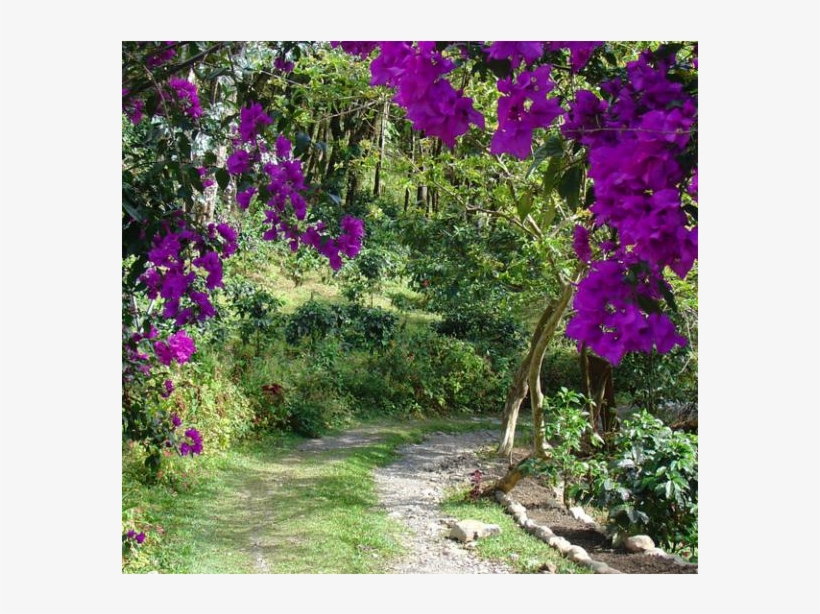 Charming House W/ Attached Loft Apt - Bougainvillea, transparent png