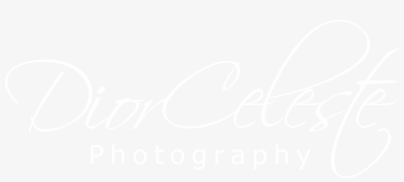Twitter White Bird Logo, transparent png